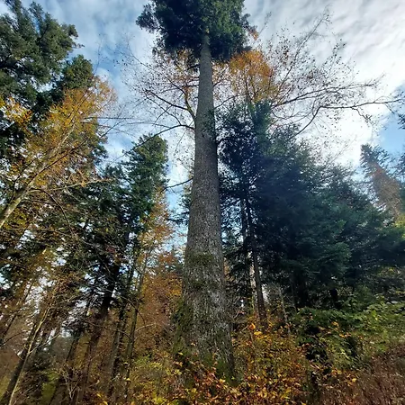 Kuca Na Osami Pokraj Jezera 펜션 델니체